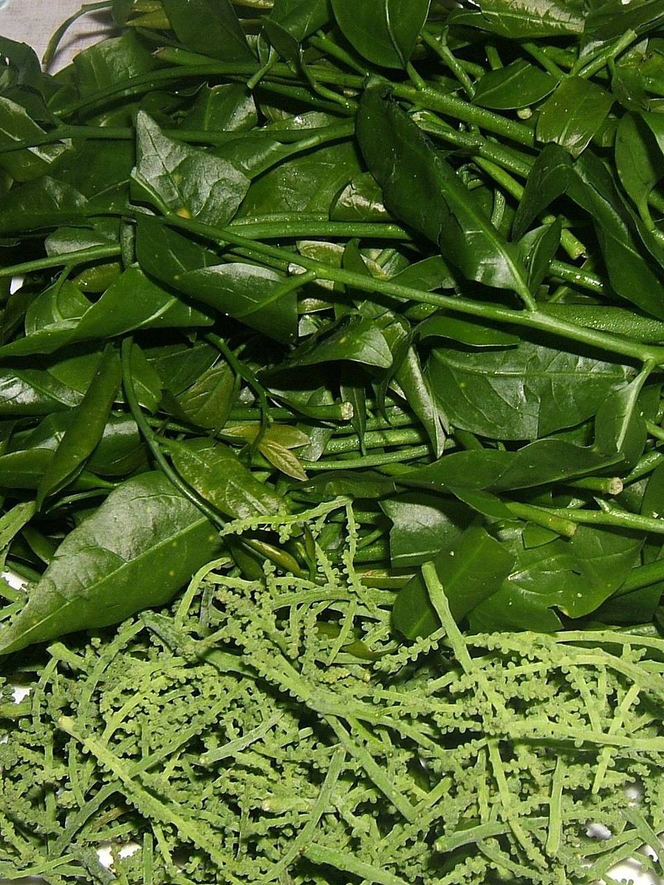 Rau sắng